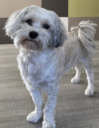 Tobi